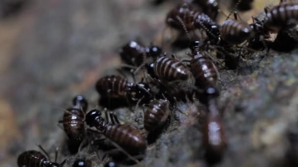 Close Ants Running Moving Various Directions — Stock Video