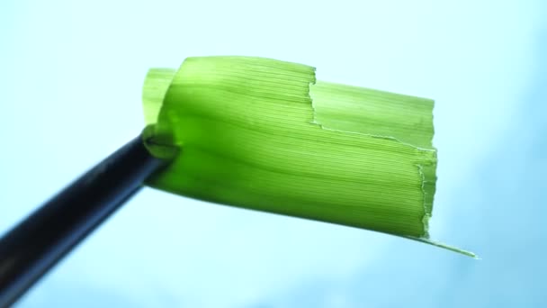 Gröna Växter Och Gröna Blad Makro — Stockvideo