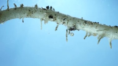 Makro yakın çekim bir bitki kökü ayrıntılarda