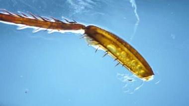 Böcek kanat detaylı mikroskobik görüntüleri