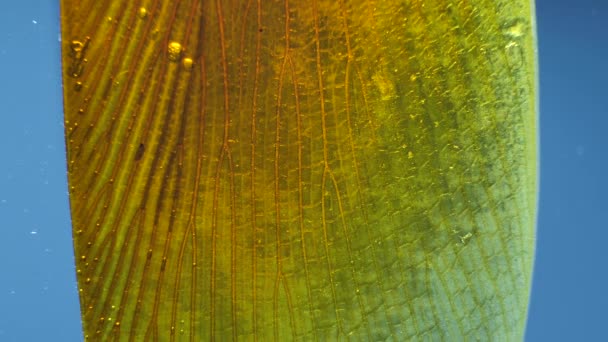 Detaljerade Mikroskopiska Bilder Insekt Vingar — Stockvideo