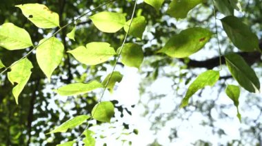 Yeşil yapraklar ve ağır çekimde ağaçlar