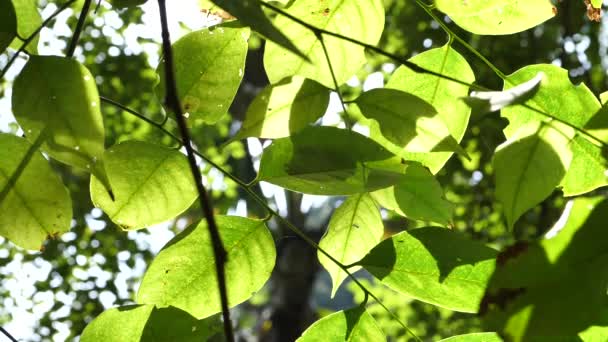 Folhas Árvores Verdes Câmara Lenta — Vídeo de Stock