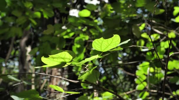 Folhas Árvores Verdes Câmara Lenta — Vídeo de Stock