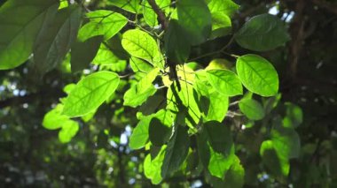 Yeşil yapraklar ve ağır çekimde ağaçlar