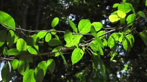 Hojas Verdes Árboles Cámara Lenta — Vídeo de stock