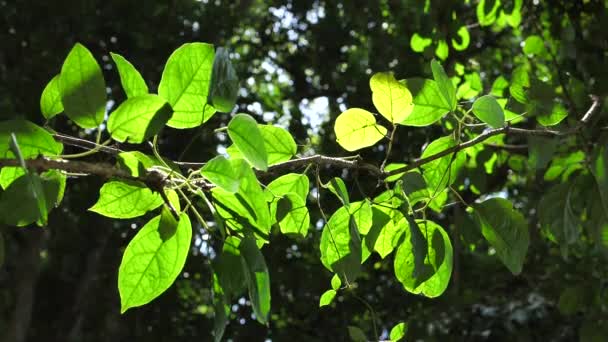 Folhas Árvores Verdes Câmara Lenta — Vídeo de Stock