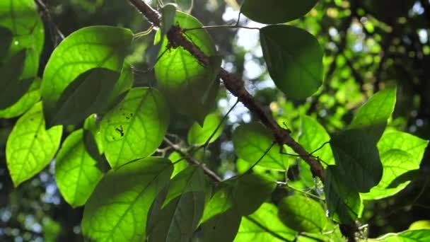 Зеленые Листья Деревья Замедленной Съемке — стоковое видео