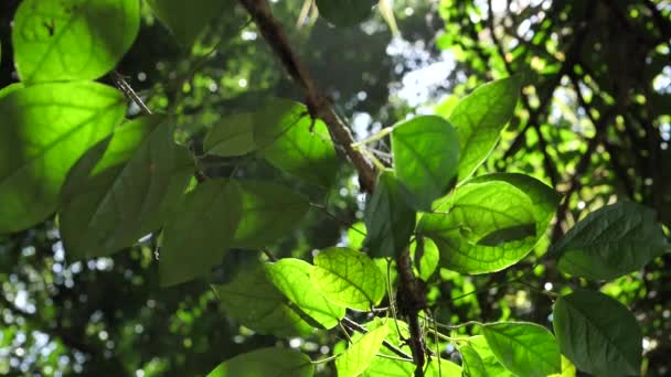 Groene Bladeren Bomen Slow Motion — Stockvideo