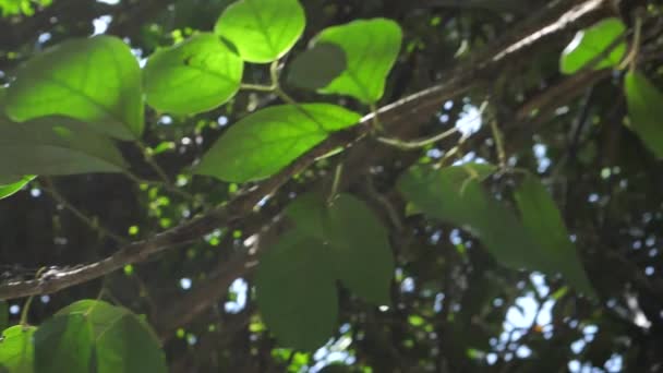 Folhas Árvores Verdes Câmara Lenta — Vídeo de Stock