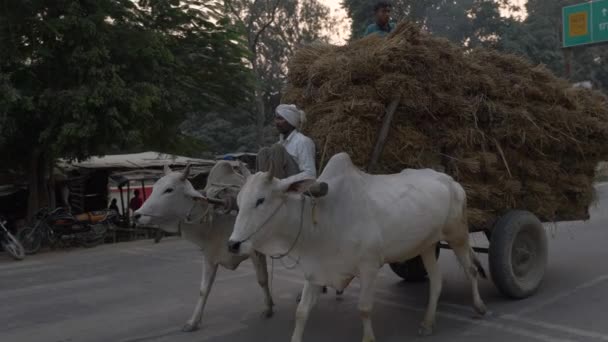 Nova Delhi Índia Novembro 2018 Espaço Rural Dustivo Nova Índia — Vídeo de Stock