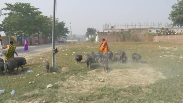 Agra India November 2018 Indian Local Woman Looking Herd Pigs — Stock Video