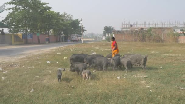 Agra India November 2018 Indian Local Woman Looking Herd Pigs — Stock Video