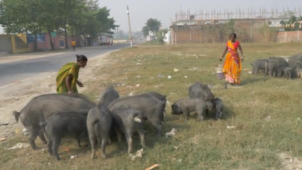 Agra Hindistan Kasım 2018 Domuz Sürüsü Sonra Arayan Yerel Hintli — Stok video