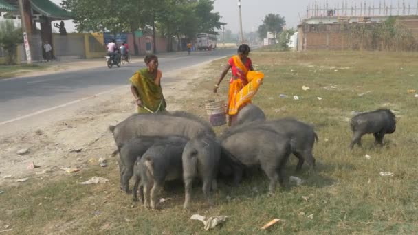 Agra India Noviembre 2018 Mujer Local India Cuidando Hijo Pigos — Vídeo de stock