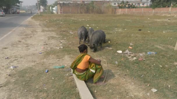 Agra Índia Novembro 2018 Indian Local Woman Looking Herd Pigs — Vídeo de Stock