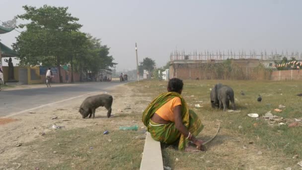 Agra India November 2018 Indian Local Woman Looking Herd Pigs — Stock Video