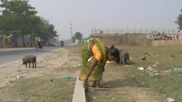 Agra Hindistan Kasım 2018 Domuz Sürüsü Sonra Arayan Yerel Hintli — Stok video