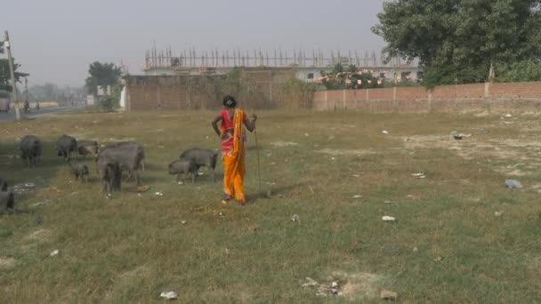 Agra Índia Novembro 2018 Indian Local Woman Looking Herd Pigs — Vídeo de Stock