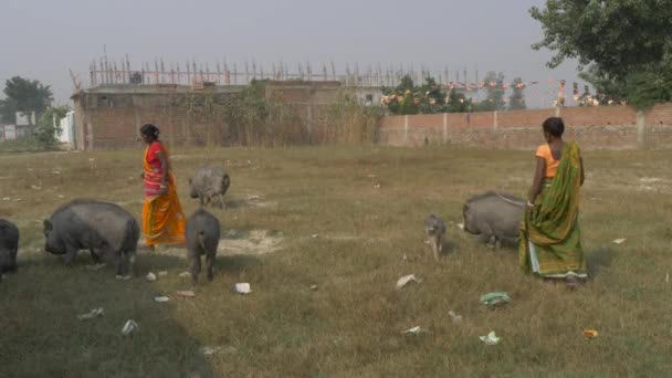 Agra Hindistan Kasım 2018 Domuz Sürüsü Sonra Arayan Yerel Hintli — Stok video