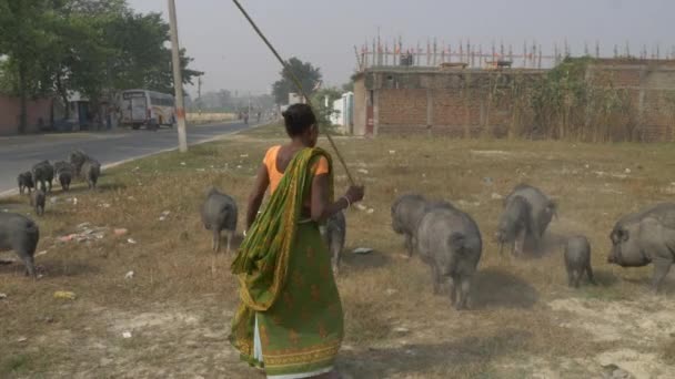 Agra India Noviembre 2018 Mujer Local India Cuidando Hijo Pigos — Vídeo de stock