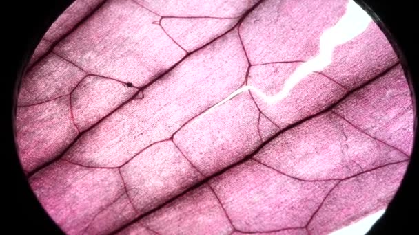 Mikroskopisk Närbild Vissa Vävnader — Stockvideo