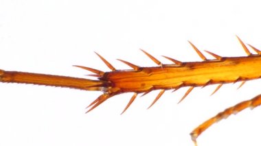 Böcek bacaklar detaylı mikroskobik görüntüleri