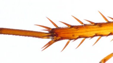 Böcek bacaklar detaylı mikroskobik görüntüleri