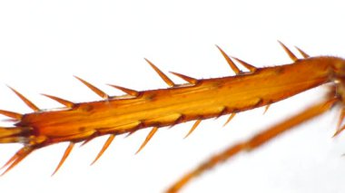 Böcek bacaklar detaylı mikroskobik görüntüleri