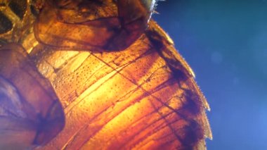 Laboratuvarda böcek analizinin detaylı mikroskobik görüntüleri