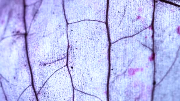 Микроскопическое Сближение Некоторых Тканей — стоковое видео