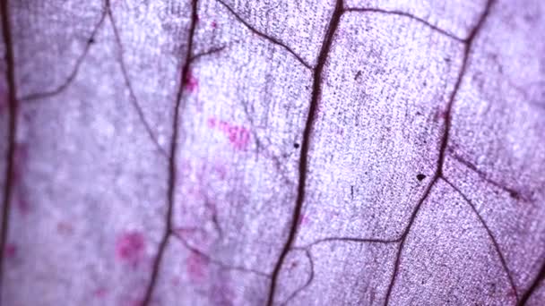 Microscópico Perto Alguns Tecidos — Vídeo de Stock