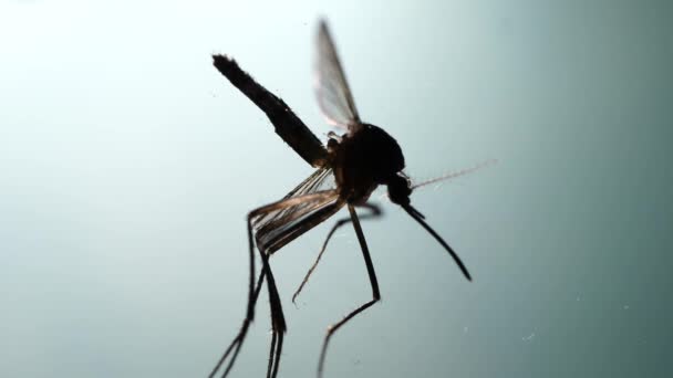 Images Microscopiques Détaillées Des Pattes Insectes — Video