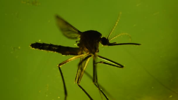 Makro Bliska Owadów Komarów Laboratorium — Wideo stockowe