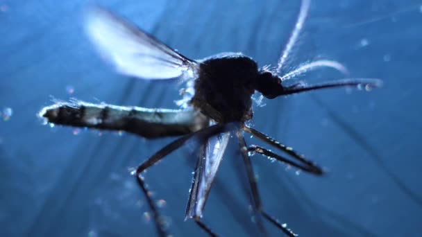 Macro Primer Plano Insecto Mosquito Laboratorio — Vídeos de Stock