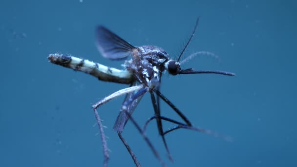 Macro Close Van Een Muggen Insect Een Laboratorium — Stockvideo