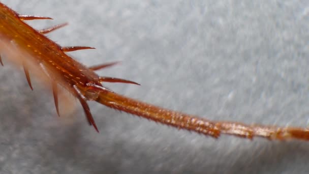 昆虫の足の詳細な顕微鏡映像 — ストック動画