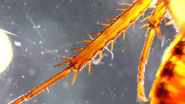 Detailní Mikroskopický Záběry Hmyzích Nohách — Stock video