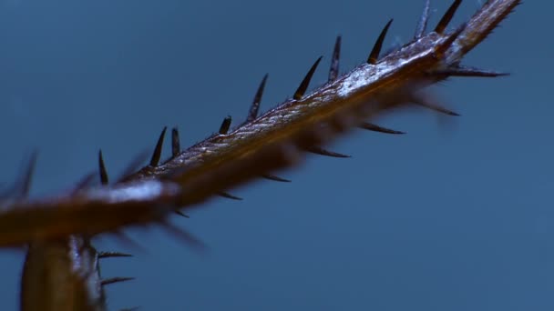 Detailed Microscopic Footage Insect Legs — Stock Video