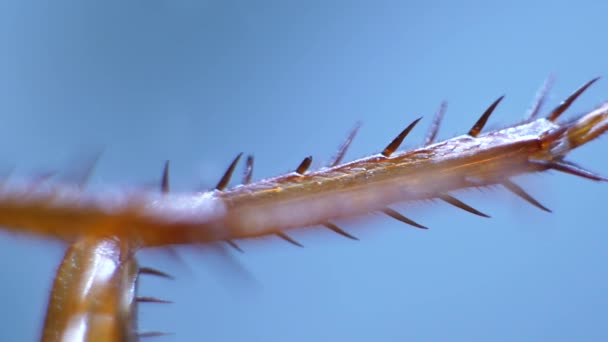 Imágenes Microscópicas Detalladas Las Patas Los Insectos — Vídeos de Stock
