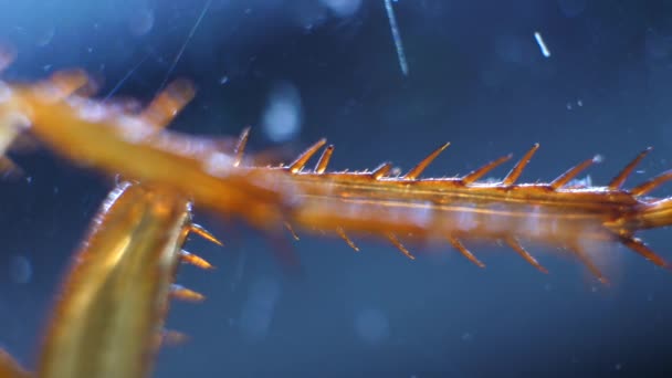 実験室での昆虫分析の詳細な顕微鏡映像 — ストック動画