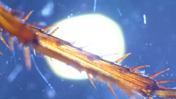 Imágenes Microscópicas Detalladas Del Análisis Insectos Laboratorio — Vídeo de stock