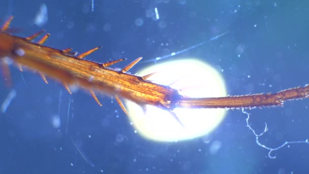 Detaillierte Mikroskopische Aufnahmen Von Insektenanalysen Labor — Stockvideo