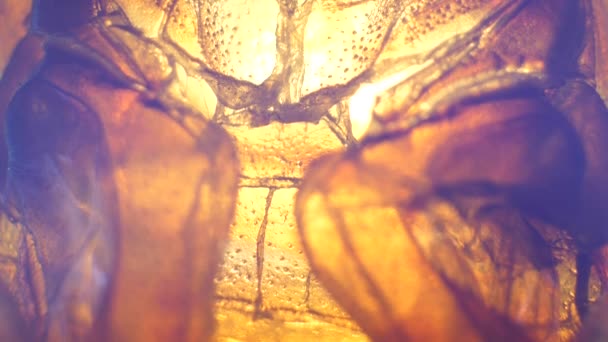 实验室昆虫分析的详细微观片段 — 图库视频影像