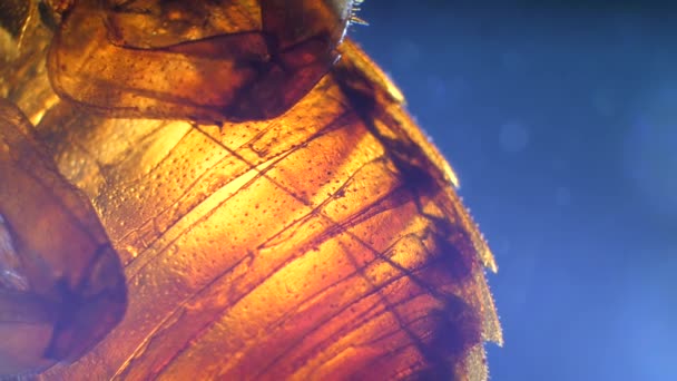 Gedetailleerde Microscopische Beelden Van Insecten Analyse Een Lab — Stockvideo