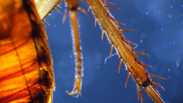 Images Microscopiques Détaillées Des Pattes Insectes — Video