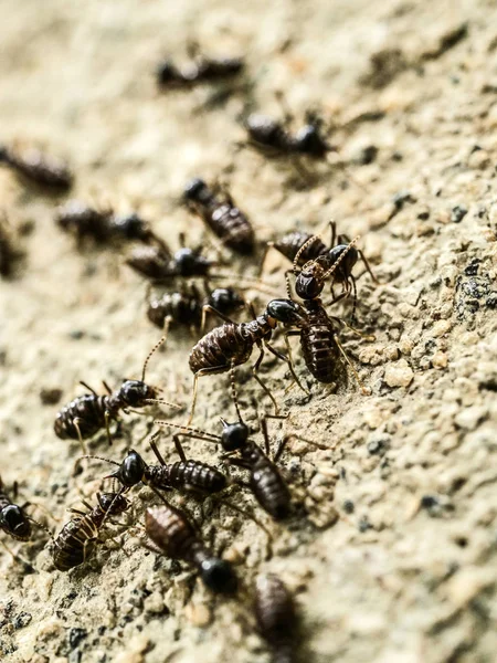 Nahaufnahme Von Ameisen Die Verschiedene Richtungen Laufen Und Sich Bewegen — Stockfoto