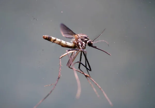 Анализ комаров в лаборатории — стоковое фото
