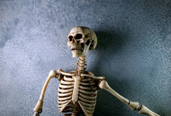 Menschliches Skelett aus der Nähe — Stockfoto