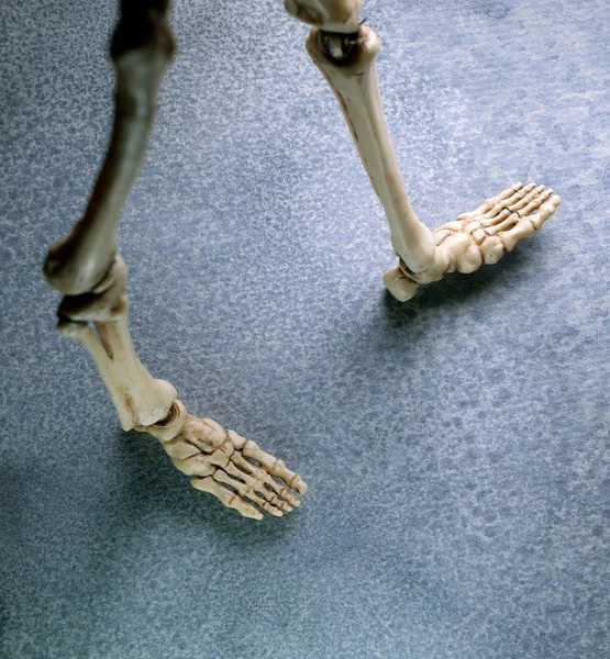 Menschliches Skelett aus der Nähe — Stockfoto